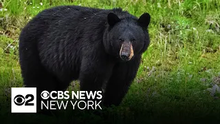 Bear attacks reported in Sussex County, New Jersey