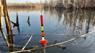 КАРАСЬ НЕ ДАЕТ ПОКОЯ! Ловля КАРАСЯ на ПОПЛАВОЧНУЮ УДОЧКУ в КАМЫШАХ