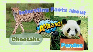 Zoo Explorers: Meet the Animals  Episode 3: Cheetahs and Pandas