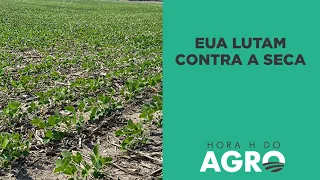 EUA lutam contra a seca: “Condição das lavouras é uma das piores da história” | HORA H DO AGRO