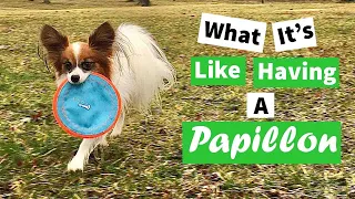 What It's Like to Have a Papillon // Percy the Papillon Dog