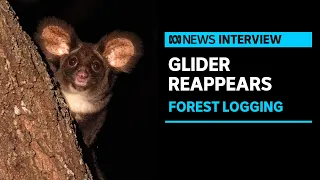 Australia's largest flying marsupial spotted in QLD forest for first time in 25 years | ABC News