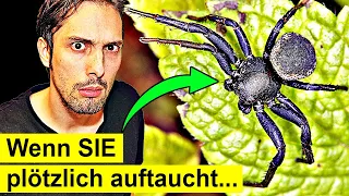 Diese Spinne lebt bei dir zuhause! So gefährlich ist sie