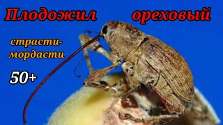 Ореховый обжора.