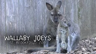 Wallaby Joeys