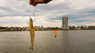 Pesquei com CAMARÃO VIVO! Qual foi o resultado? Pescaria no Rio Tramandaí.