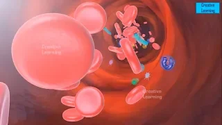 Blood coagulation | Blood clotting || coagulation | Process of blood clotting | 3D Video