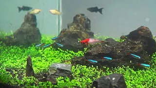 Easiest Way to Grow Your Own CARPET SEED! | AQUASCAPE