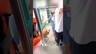 This dog chased after an ambulance carrying his owner ❤️