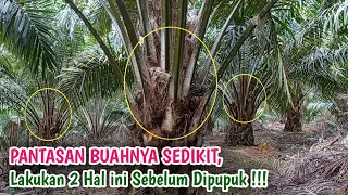 PANTASAN BUAHNYA SEDIKIT‼️2 Pekerjaan Penting Sebelum Pemupukan Kelapa Sawit