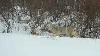Lynx on the Hunt