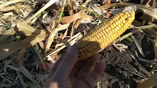 уборка  Нива СК 5 кукурудзи 2020