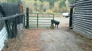 D.I.Y. sliding livestock gate