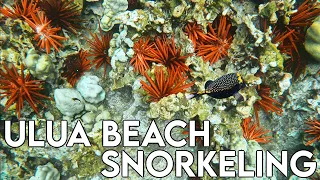 Ulua Beach | Maui Snorkeling Spots HAWAII | Best places to snorkel