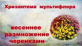 Хризантема мультифлора , размножение весной из черенков.