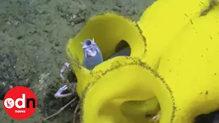Amazing Deep Sea Footage Shows Pacific Hagfish in Sponge ‘Halloween Costume’