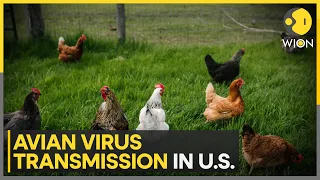 USDA reveals bird flu updates, Cattle movement implicated in bird flu outbreak | WION