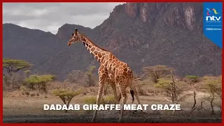 KWS concerned over giraffe meat consumption in Garissa