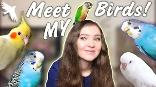 MEET ALL MY BIRDS!! *Get to know the flock*