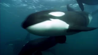 Blackfish | Official Trailer US (2013) Orca Tilikum