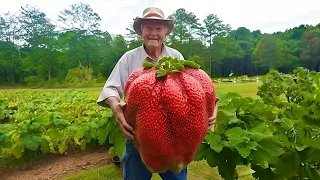 AS FRUTAS MAIS GIGANTES DO PLANETA