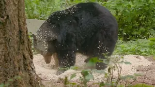 Black bears roll around in fresh pine shavings