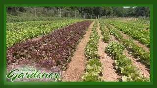 Biodynamic vs. Organic Farming Practices | Volunteer Gardener