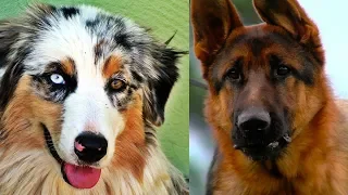 Top 10 razas de perros mas inteligentes del mundo