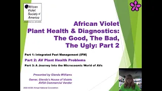 African Violet Plant Health & Diagnostics: The Good, The Bad, The Ugly (Part 2 of 3)