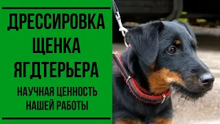 Дрессировка щенка ягдтерьера. Научная ценность работы