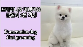 포메라니안 곰돌이얼굴컷 배냇미용중 성격  (Pomeranian dog puppy grooming)