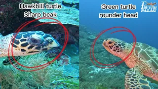 3 tricks to know the difference between hawksbill turtle or green turtle in Palau with fish'nfins