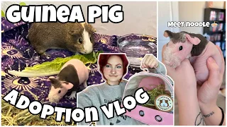 I ADOPTED A SKINNY PIG!💗 | guinea pig vlog |