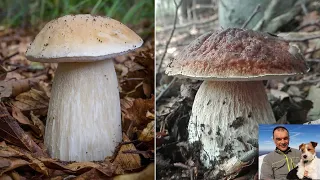 Unpublished video of a beautiful collection of porcini mushrooms - Park of the hundred lakes -