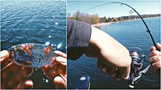 So viel Fisch - Hecht Massaker dank Pose und Köderfisch!