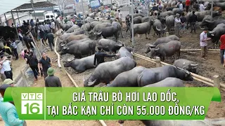 Giá trâu bò hơi lao dốc, tại Bắc Kạn chỉ còn 55.000 đồng/kg | VTC16