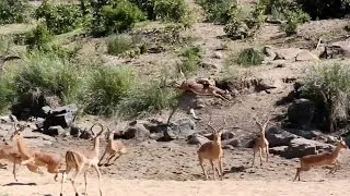 Surprise Leopard Attack On Impala