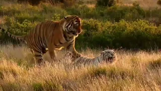 White tigress and Tiger mating part 3