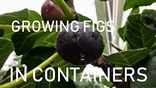 Complete Guide to Growing Fig Trees in CONTAINERS