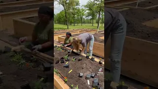 Here’s a Trick for Planting Lots of Plants in a Raised Bed Quickly