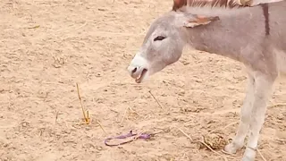 Registani#gadha #donkey #animals #donkey @MP2animals