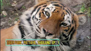 Tiger Park Pattaya,Thailand,Episode -1(Part-1)#tigerpark #pattayatour #thailand #tigerzoo #travel