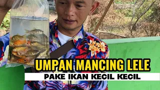 GONTA GANTI UMPAN AKHIRNYA LELE BABON PUN NAIK