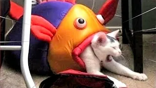 FUNNY CAT MEMES COMPILATION OF 2022 PART 13