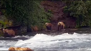 17 Jul 2023: 482 Brings Cubs to Falls, They Object (explore.org)