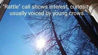 Interpret crow call sounds