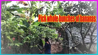 Vlog Daily : Pick whole bunches of bananas