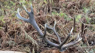 Northern B.C Solo Elk Hunt : 6x7 Bull