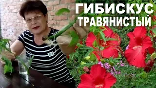 Гибискус   травянистый    посадка и уход  . Размножение гибискуса