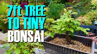 Hornbeam “Stumpy” Bonsai Project Update